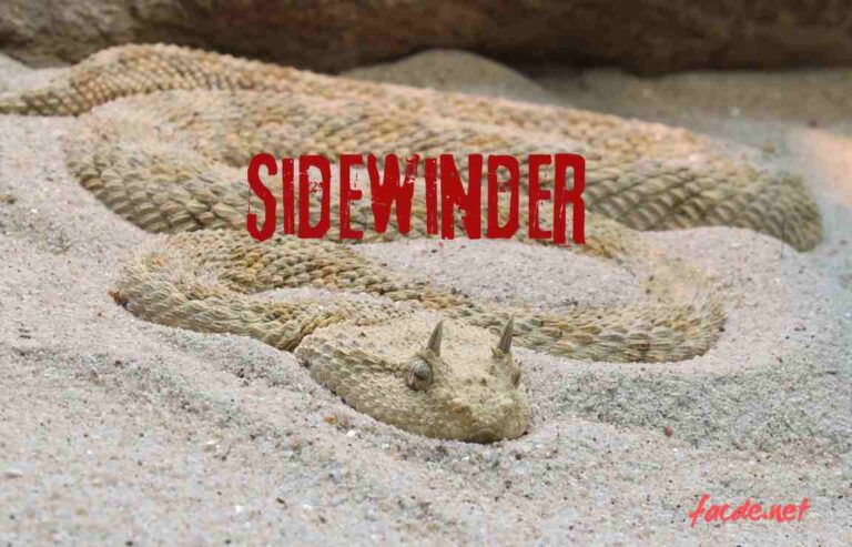 Sidewinder