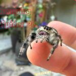 Jumping Spider Pet